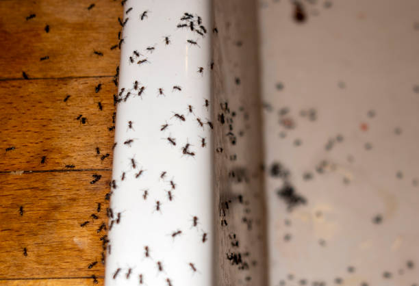Best Flea Control Services  in Lehighton, PA
